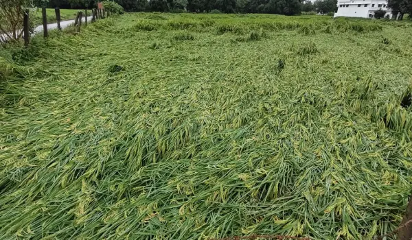 अंबेडकरनगर में अचानक बदला मौसम, तेज हवा और बारिश से धान की फसल गिरी